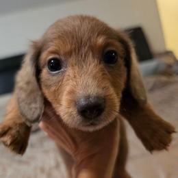 Hercules - Red male Dachshund puppy in Vacaville, California from SchmooterBabies