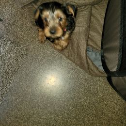 Yorkshire Terrier Puppies from RODS Yorkies
