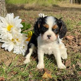 Tri Boy 3 - Tri-color male Cavalier King Charles Spaniel puppy in Raymondville, Missouri from Puppy PlayPen