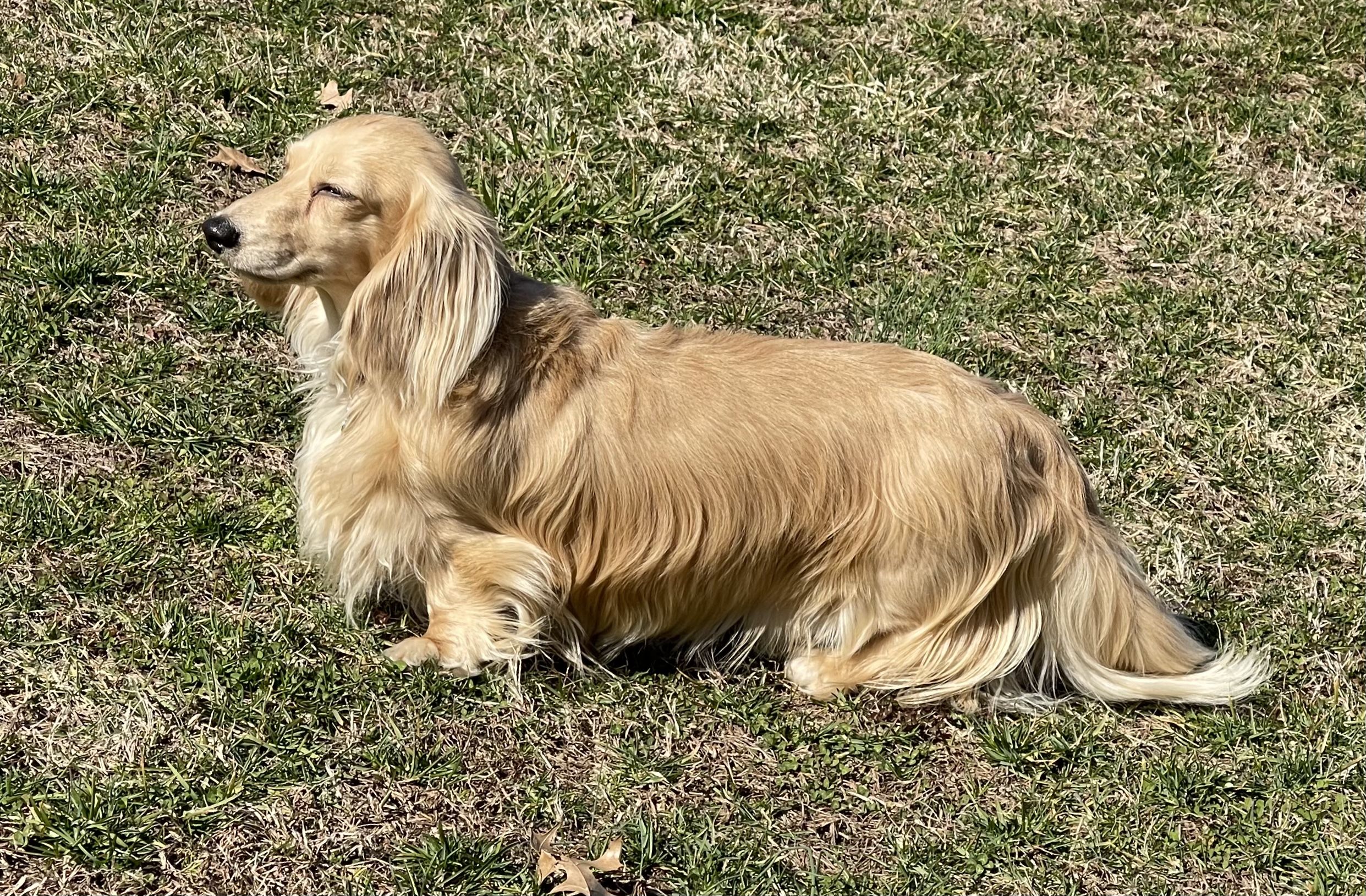 Grendox Dachshunds in Kentucky | Dachshund puppies | Good Dog