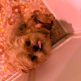Girl 1 - Belge female Brussels Griffon puppy in Ogden, Utah from Shelly's Brussels Griffons