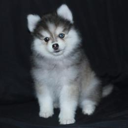 Nick - Gray and white male Pomsky puppy in Chino Valley, Arizona from Rose Peek Pomskies