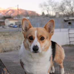 Millie - Pembroke Welsh Corgi