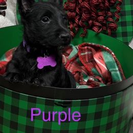 Scottish Terrier Puppies from Mel Armstrong's Scottish Terriers
