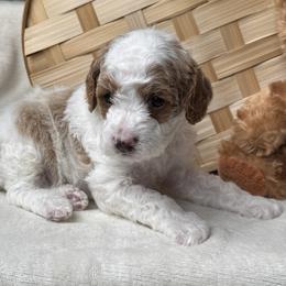 Reef - Blenheim male Cavapoo puppy in Orrstown, Pennsylvania from Pawfect Fur Friends