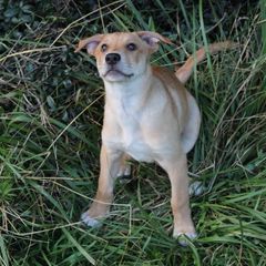 Carolina Dog Puppies from Williams Sweet Carolina