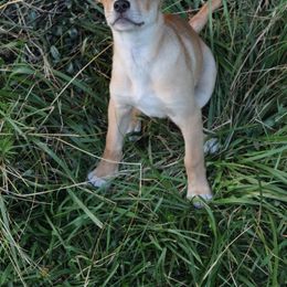 Carolina Dog Puppies from Williams Sweet Carolina
