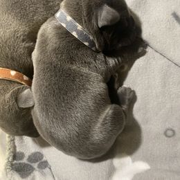 Boy 5 - Cane Corso puppy in Mercer, Pennsylvania from Midnight Cane Corso USA