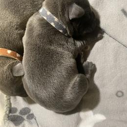 Boy 5 - Cane Corso puppy in Mercer, Pennsylvania from Midnight Cane Corso USA