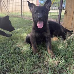 German Shepherd Puppies from vom großen Staat