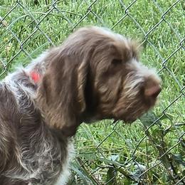 Gordon Setter and Spinone Italiano Puppies from Spinsetters