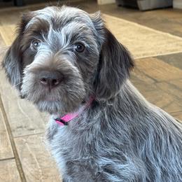 Labrador Retrievers and Wirehaired Pointing Griffons from Tombstone Kennels