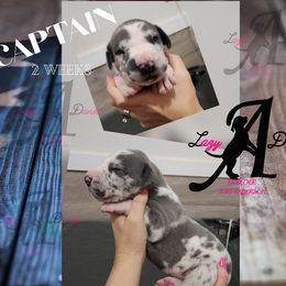 Boy 2 - Harlequin male Great Dane puppy in Longview, Texas from Lazy A Danes