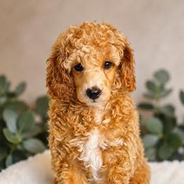 Female 1 - Apricot female Poodle puppy in Mississippi from Ewing Acres