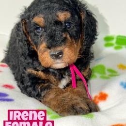 Irene - Tri-color female Bernedoodle puppy in Beecher, Illinois from Erica’s Doodles