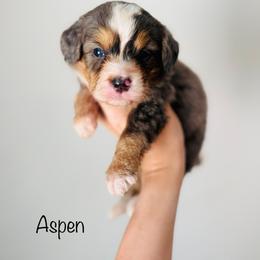 Aspen - Tri-color male Bernedoodle puppy in Auburn, Indiana from Martin’s Doodles