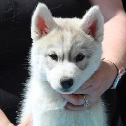 Siberian Husky Puppies from Tevana Siberians LLC