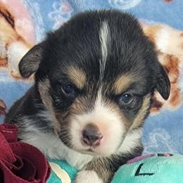 Maroon bandana boy - Black and tan male Pembroke Welsh Corgi puppy in Cherokee, Oklahoma from MCS Farms-OK