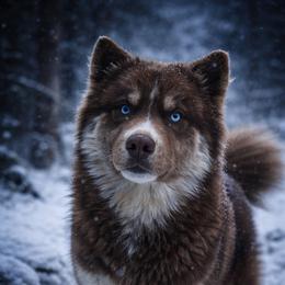 River - Siberian Husky