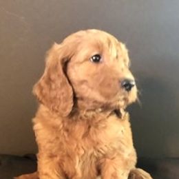 Goldendoodle Puppies from Cindy Totten