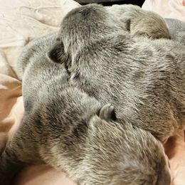 French Bulldog Puppies from French OG Los Ángeles