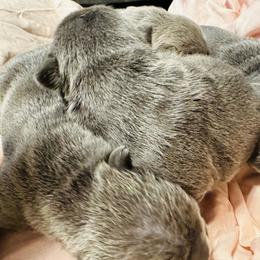 French Bulldog Puppies from French OG Los Ángeles