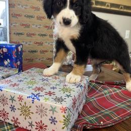 Tex - Black & white male Toy Australian Shepherd puppy in La Grande, Oregon from Larsen's Toy Aussies