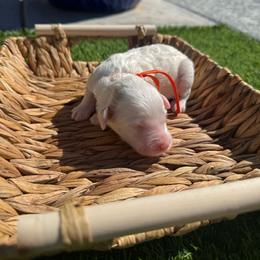 Klaus - Parti male Goldendoodle puppy in Phoenix, Arizona from Amore Doodles & Poodles