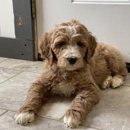 Cracker - Red  male Goldendoodle puppy in Sugarcreek, Ohio from True Hearted Doodles