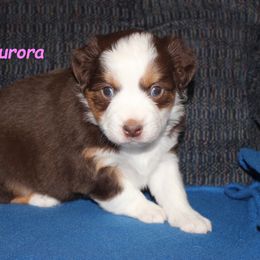 Aurora - Red tri-color female Miniature American Shepherd puppy in Hillsdale, Michigan from Faithwalk Aussies and Mini American Shepherds
