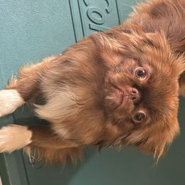 Harley - Pekingese