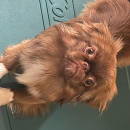 Harley - Pekingese