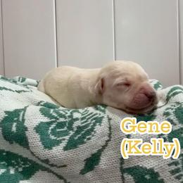 Gene - Yellow male Labrador Retriever puppy in Lucasville, Ohio from Backwoods Labradors