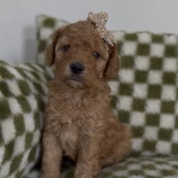 Clover - Red female Cavapoo puppy in Queen Creek, Arizona from Sunny Doodles