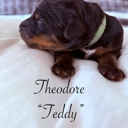 Theodore - Phantom male Bernedoodle puppy in Tulsa, Oklahoma from Magnolia Blossom Bernadoodles