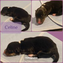 Celine - Tri-color female Border Collie puppy in Decatur, Alabama from Phantom Border Collies