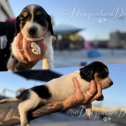 Dachshund Puppies from melissa Milano