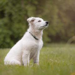 Light Green - White Berger Blanc Suisse puppy in New Hampshire from Kennel Sons Of North