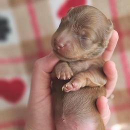 Honor - Chocolate and tan female Dachshund puppy in Loganville, Georgia from Royal Dackel Haus