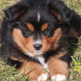Arwen - Black tri Miniature American Shepherd puppy in Hillsdale, Michigan from Faithwalk Aussies and Mini American Shepherds