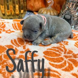 Saffy - Blue fawn female French Bulldog puppy in Peoria, Arizona from A Quality French Bulldogs AZ