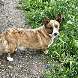Piper - Cardigan Welsh Corgi