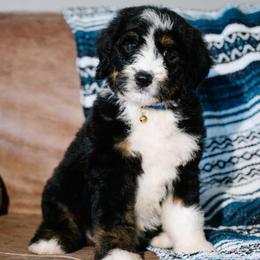 Chispa - Tri-color male Bernedoodle puppy in Grove, Oklahoma from Grand Lake Poodles & Doodles