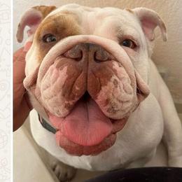 Lulu - Bulldog