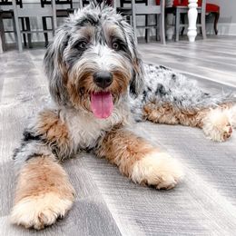 Goldendoodle Puppies from Rose Lane Doodles