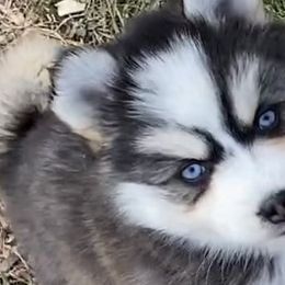 Pomskies from SnowBears Pomsky Ranch