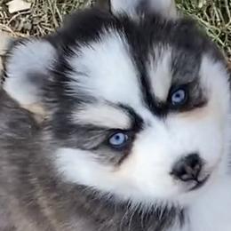 Pomskies from SnowBears Pomsky Ranch