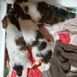 Wire Fox Terrier Puppies from Colorado Wire Fox Terriers