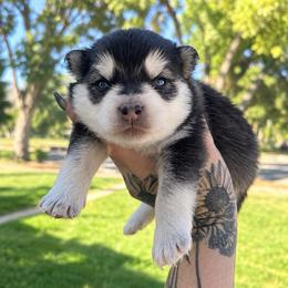 Mini - Black and white female Pomsky puppy in La Verne, California from Red Cedar Pomskies