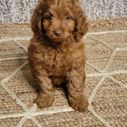Lou - Red female Cockapoo puppy in Missouri from KDK Missouri Miniature Poodles